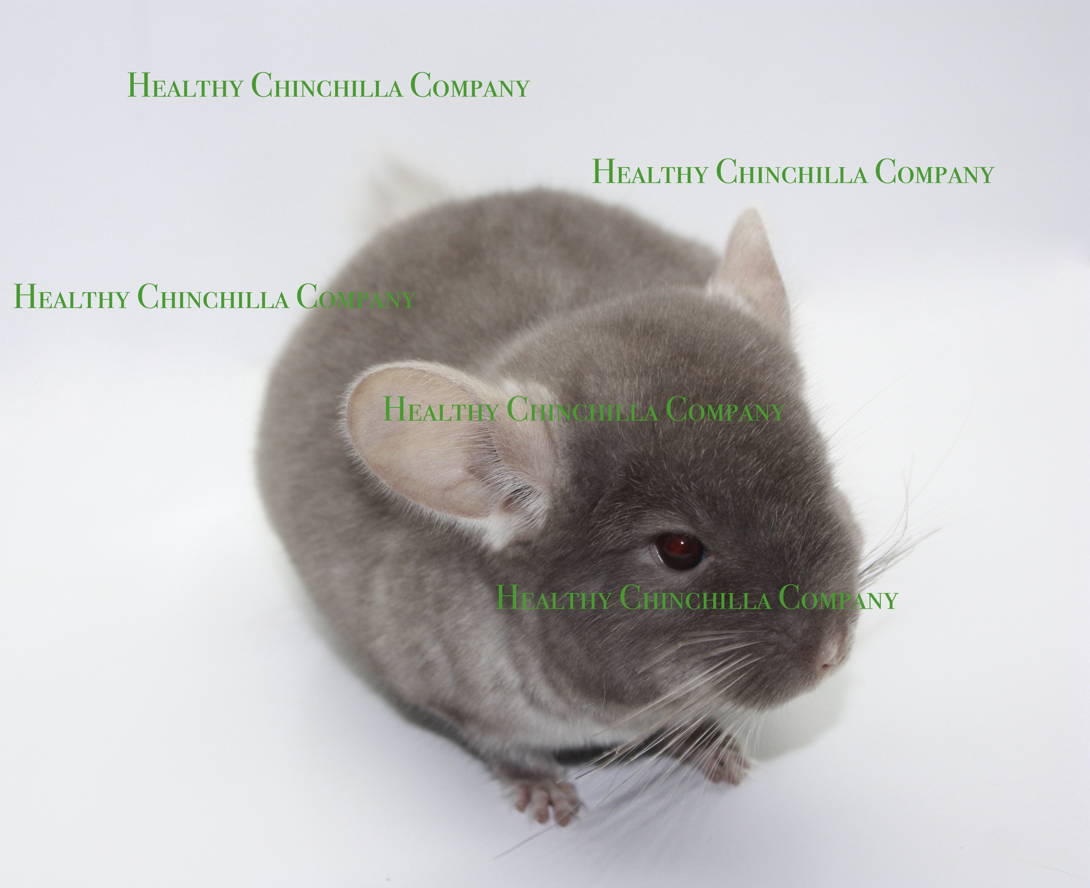 male chinchilla